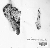 Thelephora laeta image